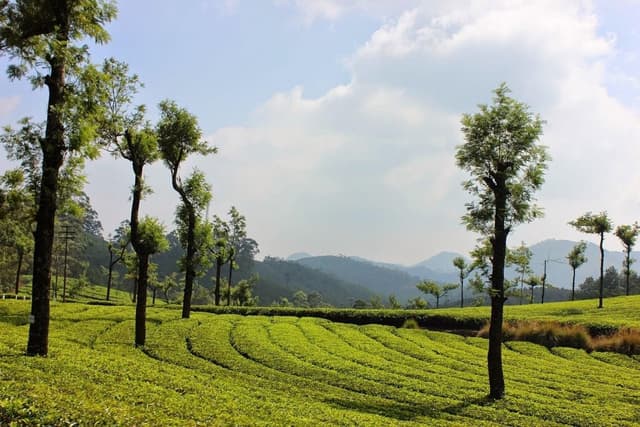 Munnar Tea Gardens